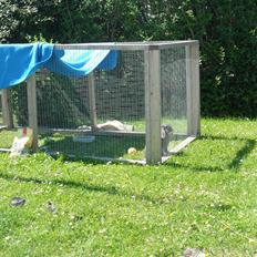 Kanin Arnakkegårds Rosa.