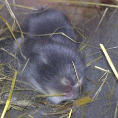 Kanin Arnakkegårds Rosa.