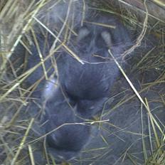 Kanin Arnakkegårds Rosa.