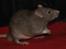 Tamrotte Trampe Trold RIP - 4/11-11.