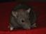 Tamrotte Trampe Trold RIP - 4/11-11.