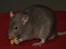 Tamrotte Trampe Trold RIP - 4/11-11.