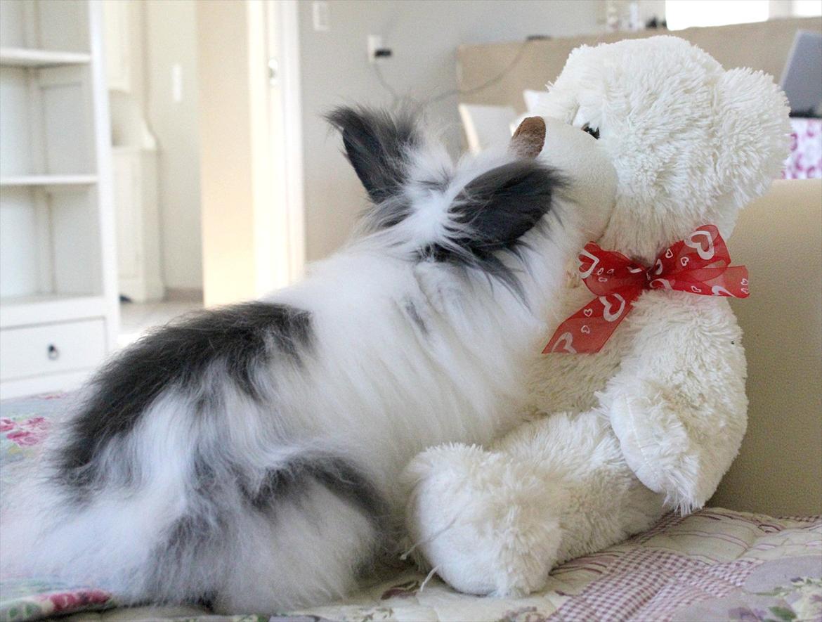 Kanin Panda (teddy dværg) - kys kys billede 3