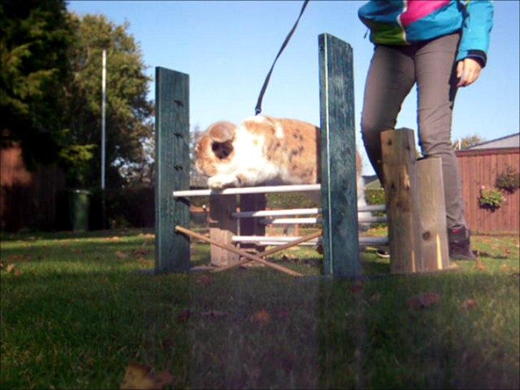 Kanin Nuser ( den Nye spring kanin ) billede 4