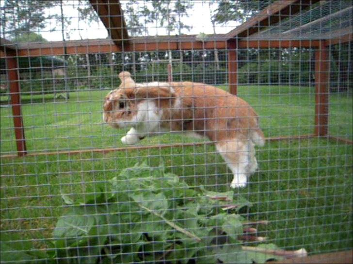 Kanin Nuser ( den Nye spring kanin ) - Velkommen!<3;D billede 1