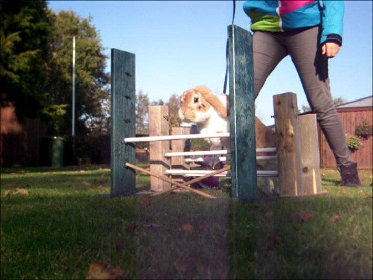 Kanin Nuser ( den Nye spring kanin ) billede 3