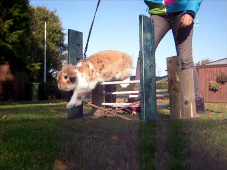 Kanin Nuser ( den Nye spring kanin ) billede 5