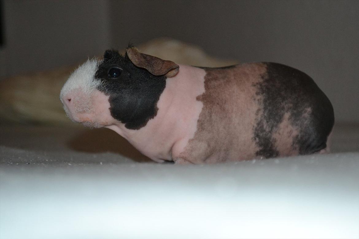 Marsvin Baby / Øffe - Nårh jo.
Baby er hårløs! :'D billede 1