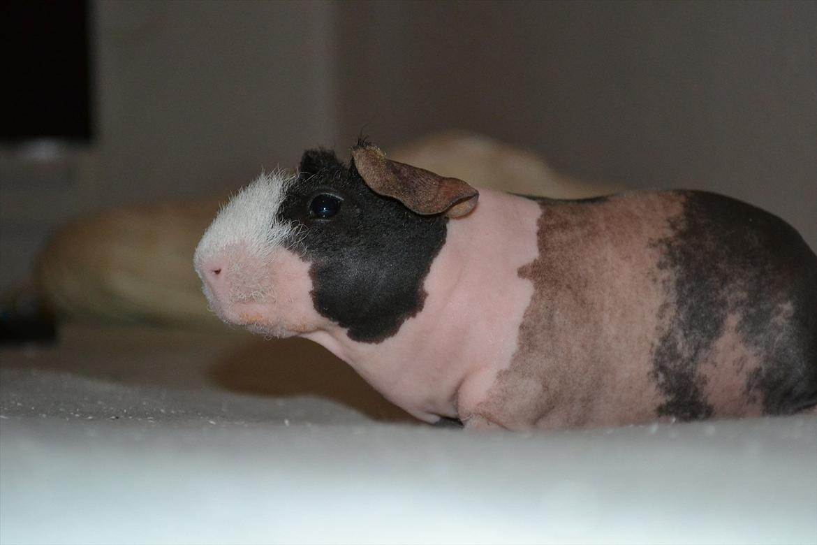 Marsvin Baby / Øffe billede 2