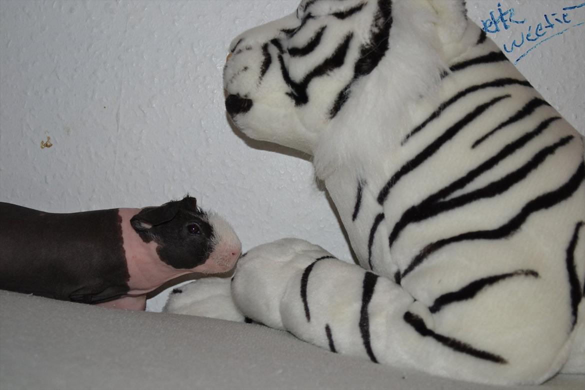 Marsvin Baby / Øffe billede 3