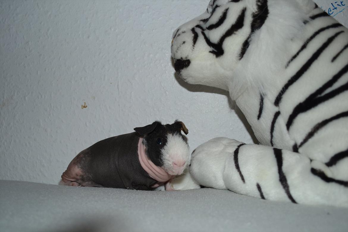 Marsvin Baby / Øffe billede 4