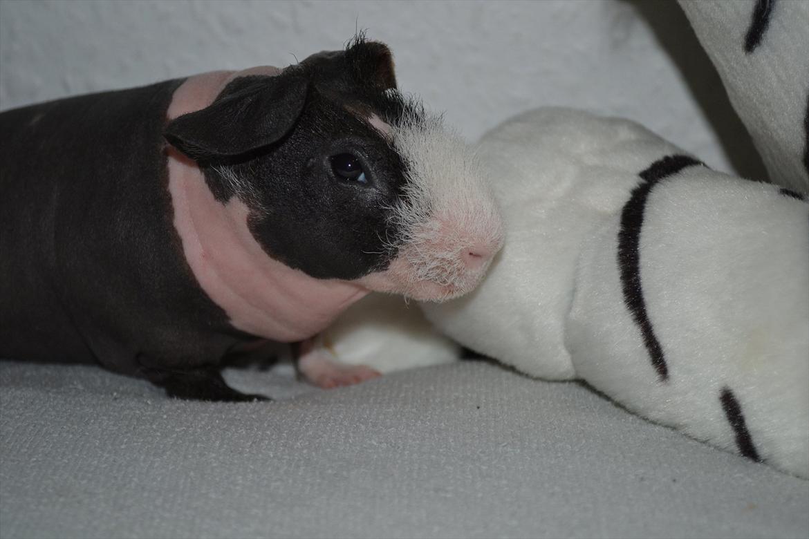 Marsvin Baby / Øffe billede 5