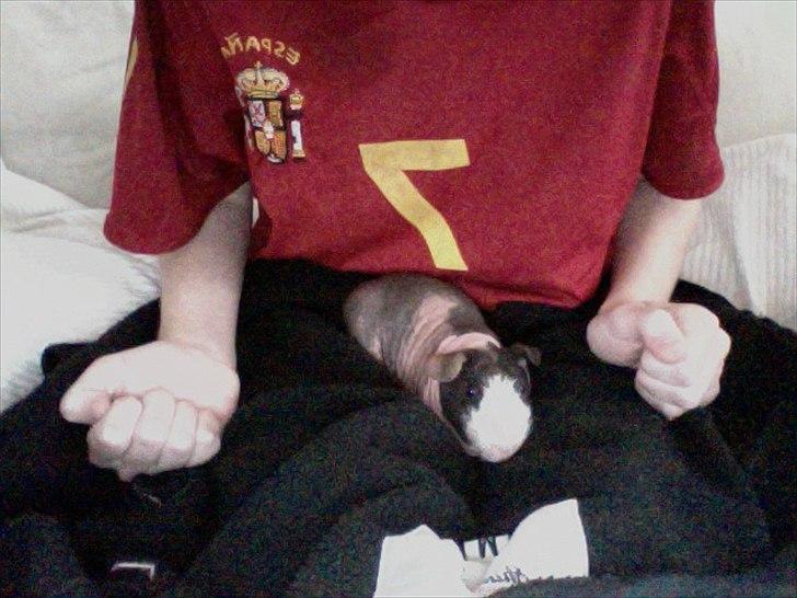 Marsvin Baby / Øffe - Det første billede af ham.
Synes lige det også skulle ind. billede 7