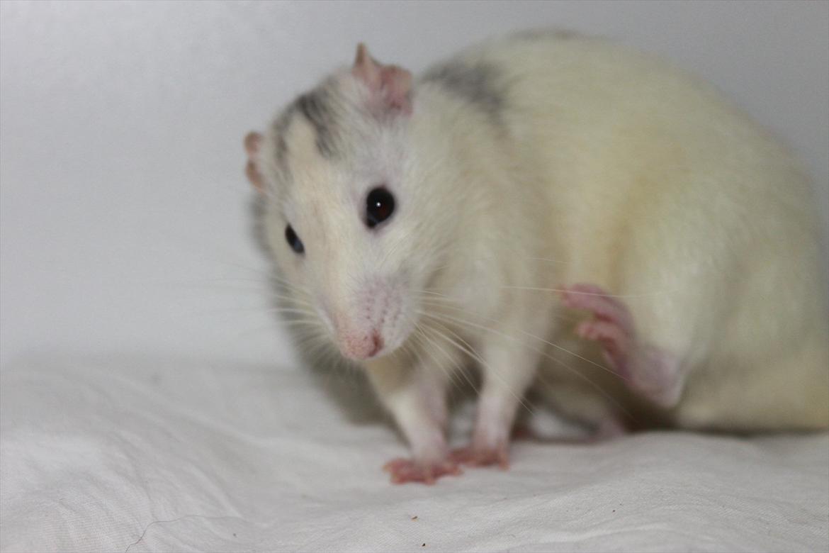 Tamrotte Gustaf billede 6