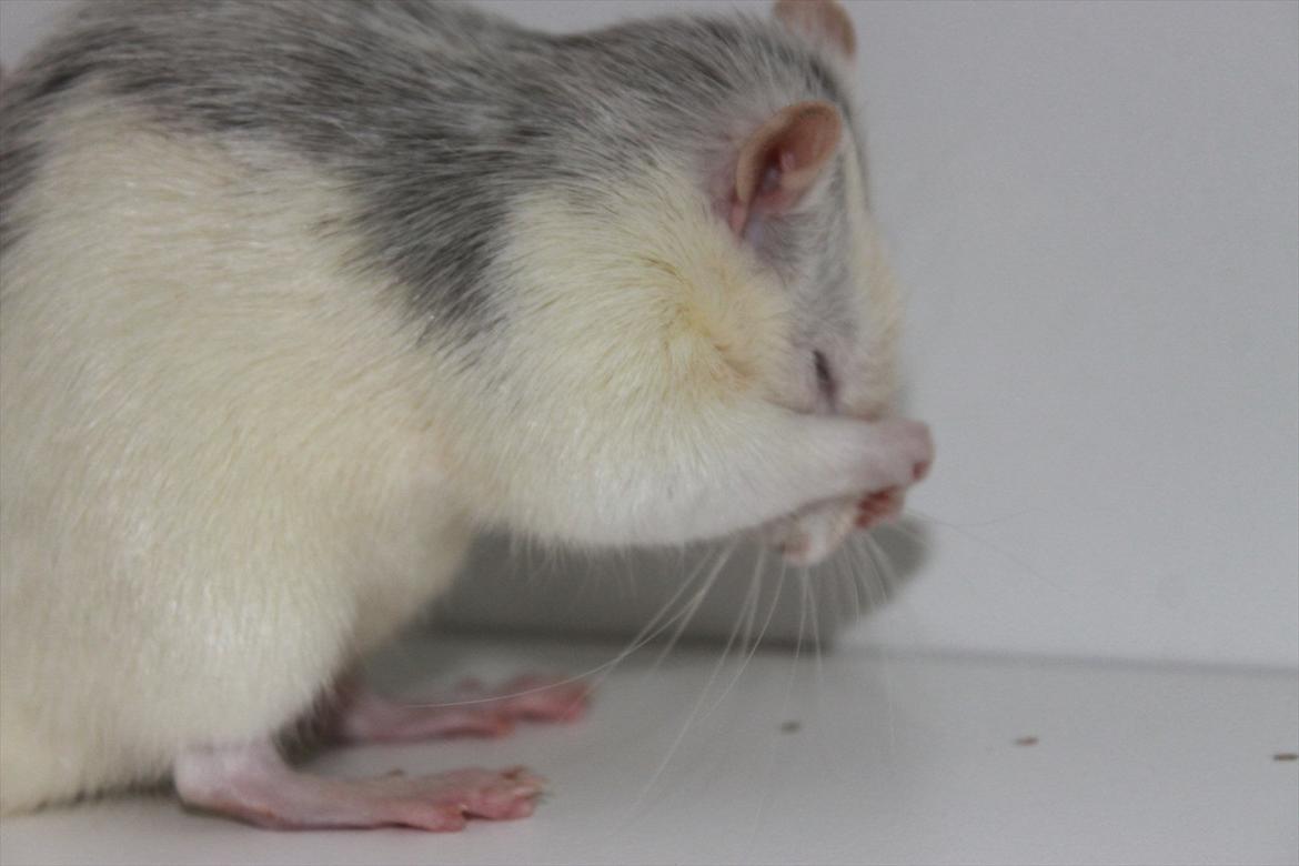 Tamrotte Gustaf billede 13