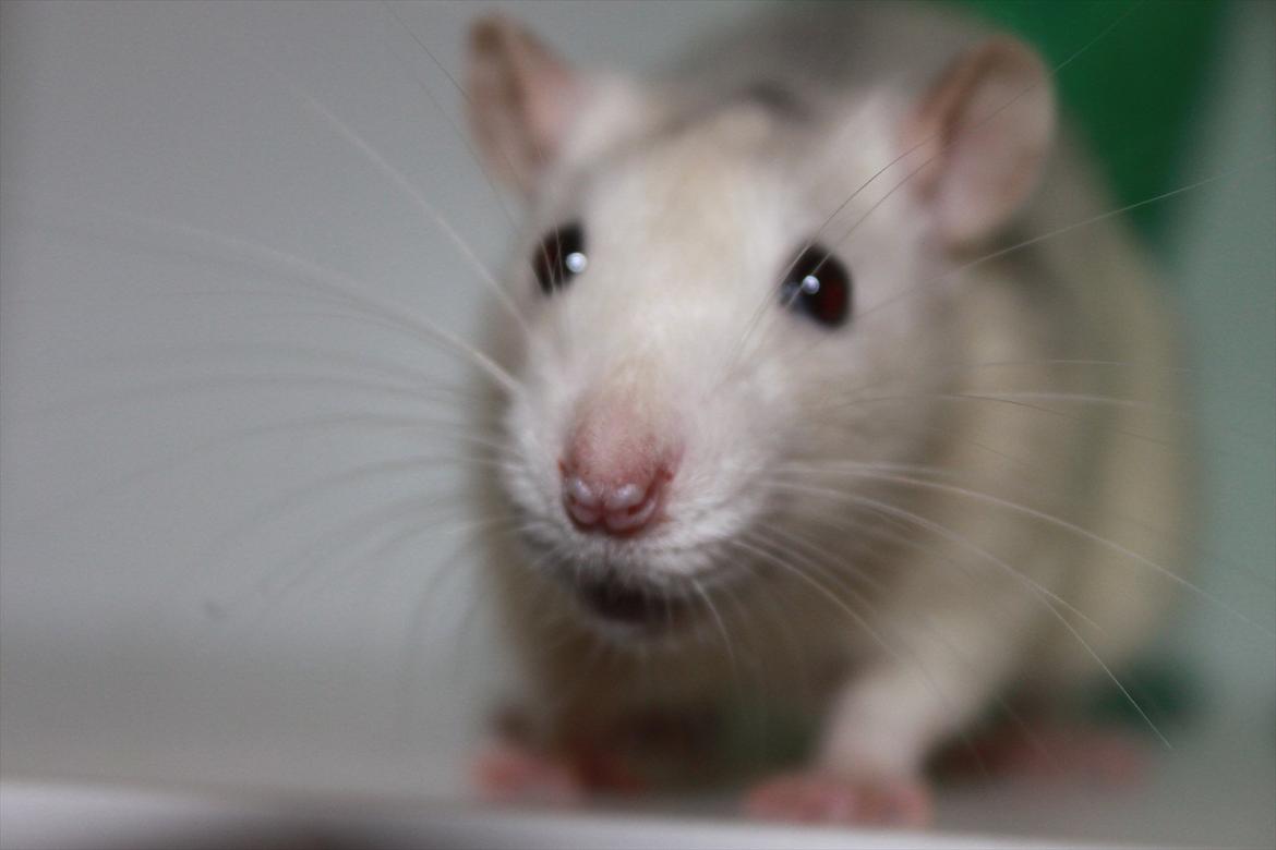 Tamrotte Gustaf billede 4