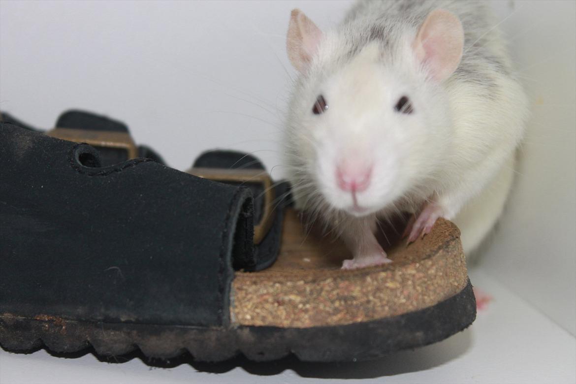 Tamrotte Gustaf billede 11