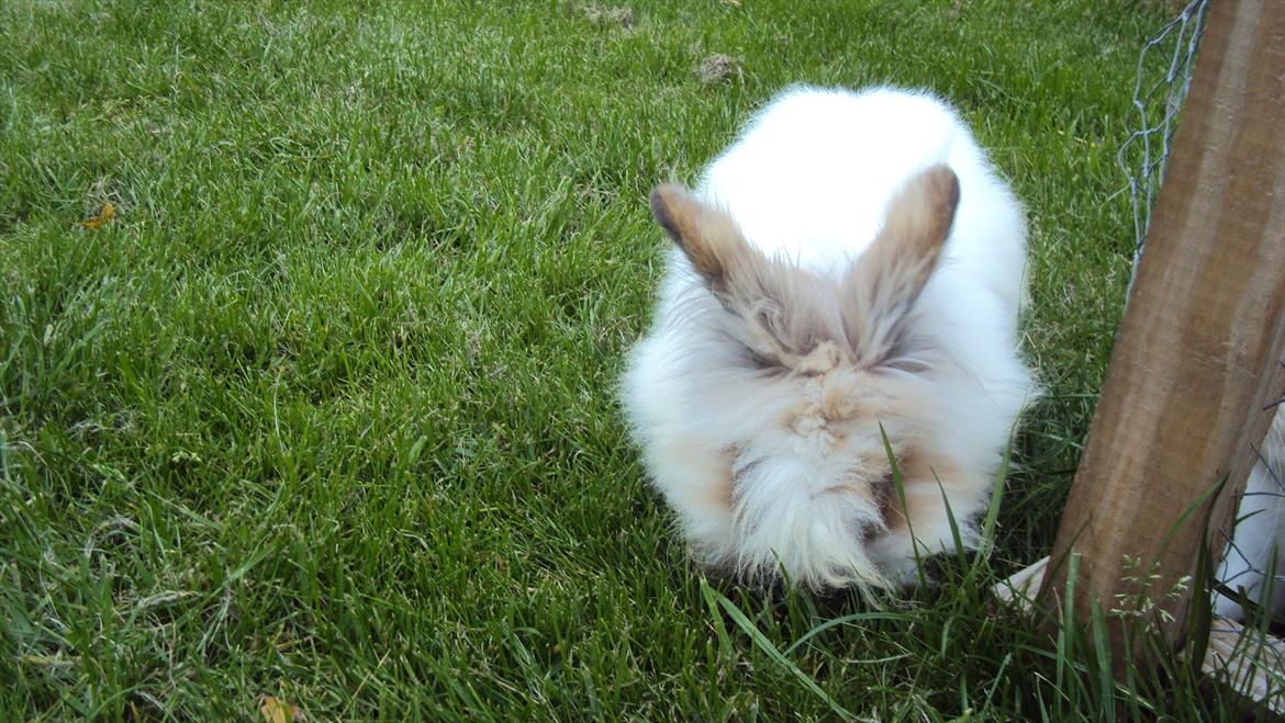 Kanin Stald Primas Prins Messi - "Hvad er mest spændende? Mad eller at posere for kamaraet? MAD!" ;o) billede 5