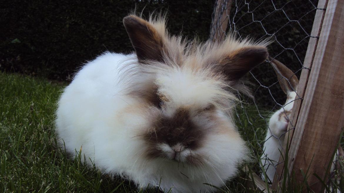 Kanin Stald Primas Prins Messi - Den dejlige Messer ;) billede 2