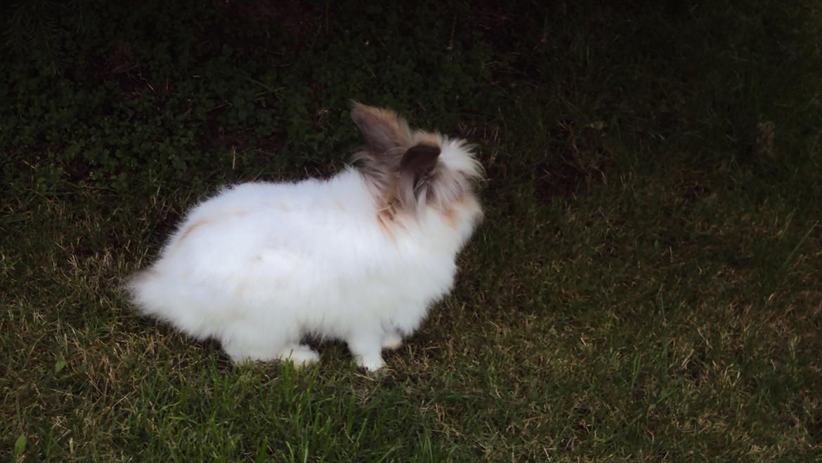 Kanin Stald Primas Prins Messi billede 3