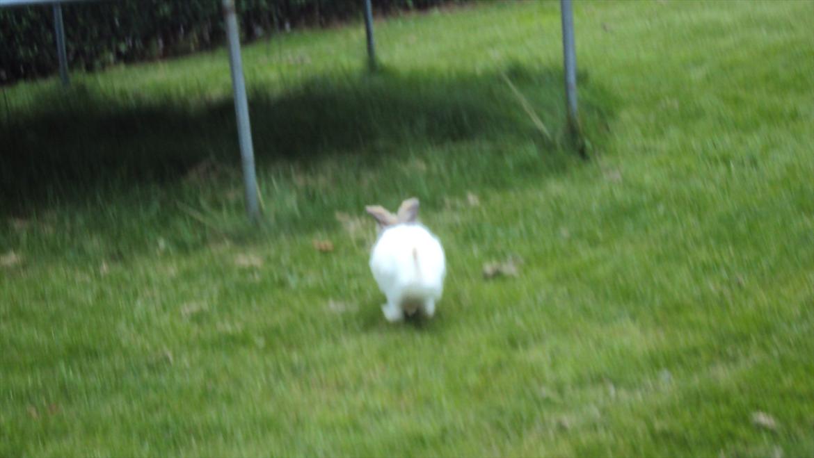 Kanin Stald Primas Prins Messi - Når enden er go' er alting godt :o) billede 13