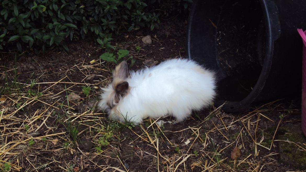 Kanin Stald Primas Prins Messi billede 8