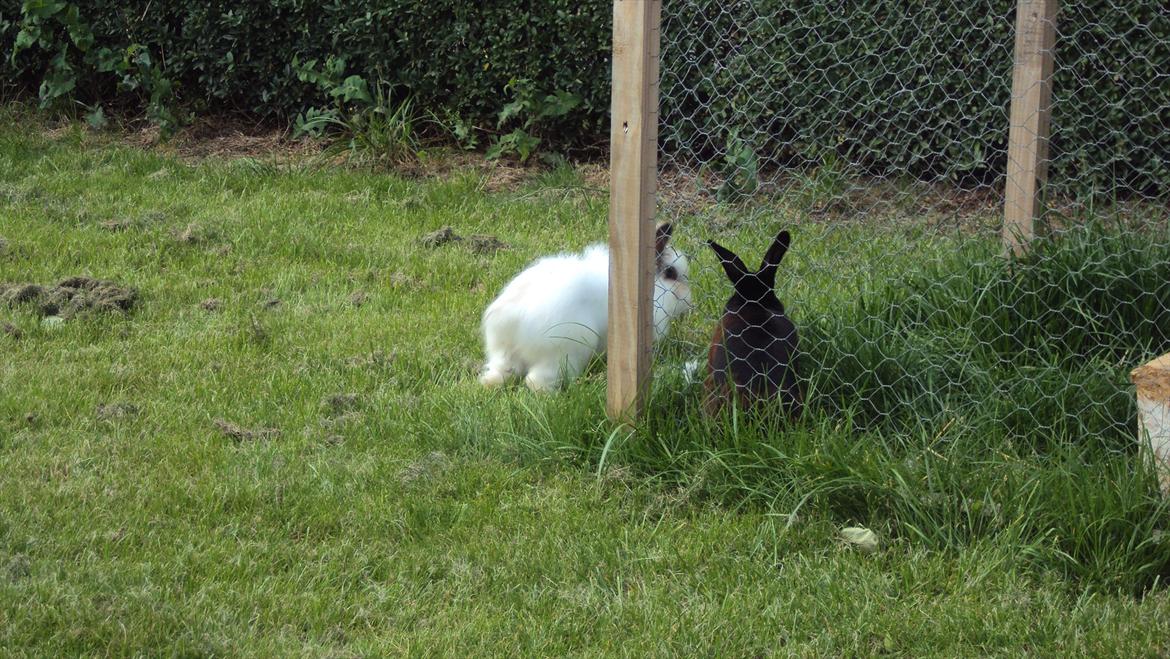 Kanin Stald Primas Prins Messi - Messi hilser lige på Surprise ;o) billede 11