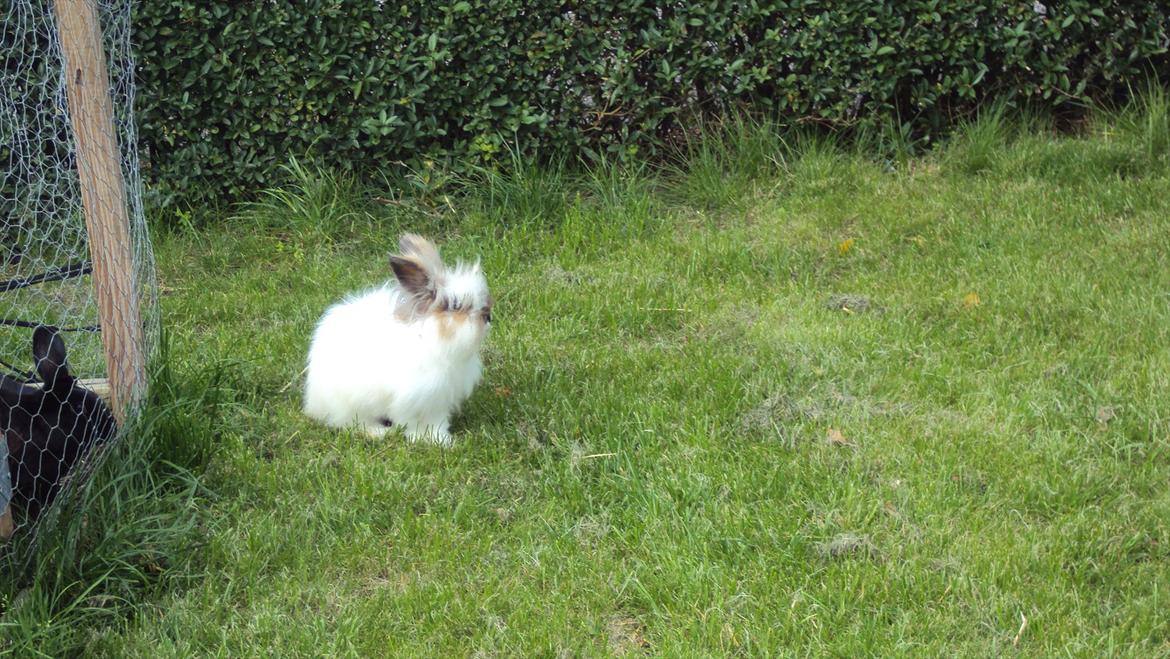 Kanin Stald Primas Prins Messi - Stoneface!! xD billede 12