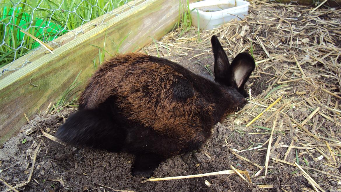 Kanin Stald Spir's Paradise Surprise billede 6