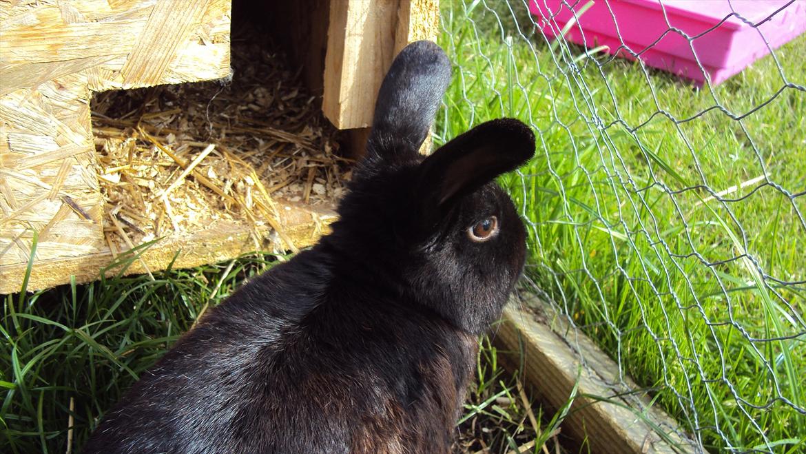 Kanin Stald Spir's Paradise Surprise - "Uh, Messi er spændende!" :p billede 10