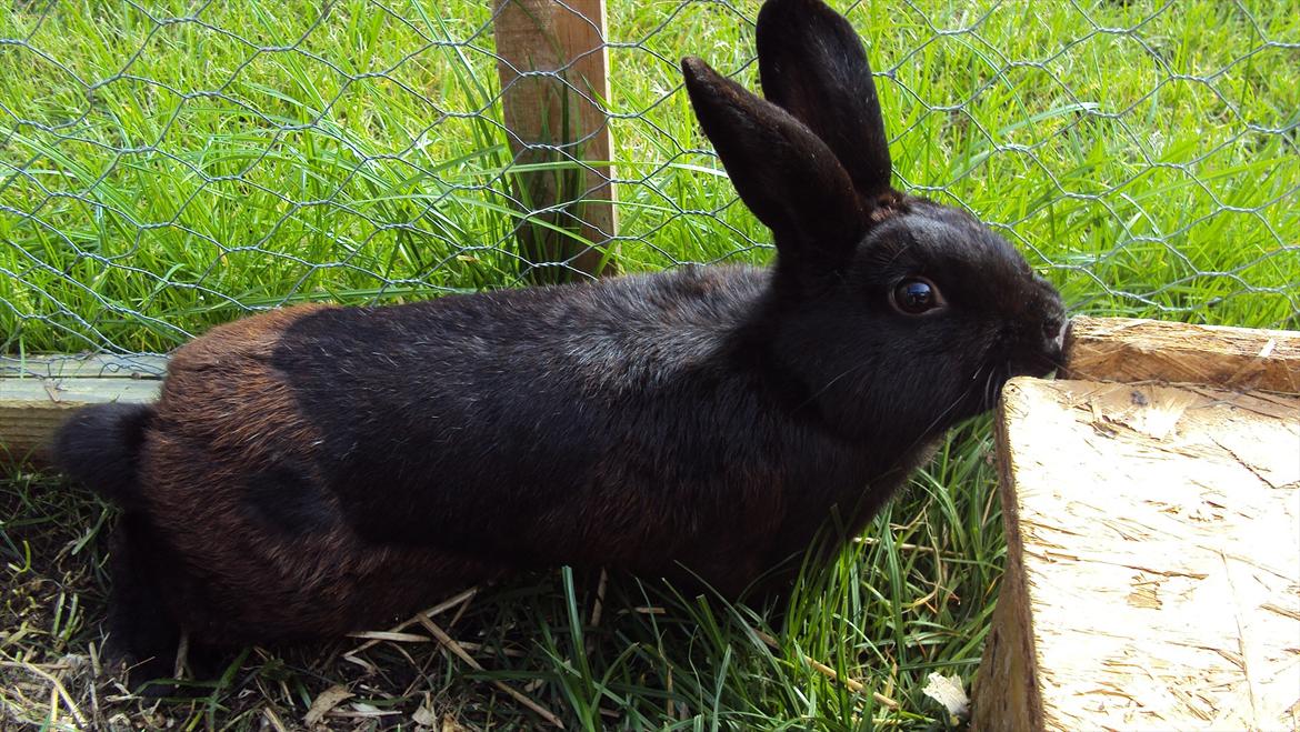 Kanin Stald Spir's Paradise Surprise billede 12