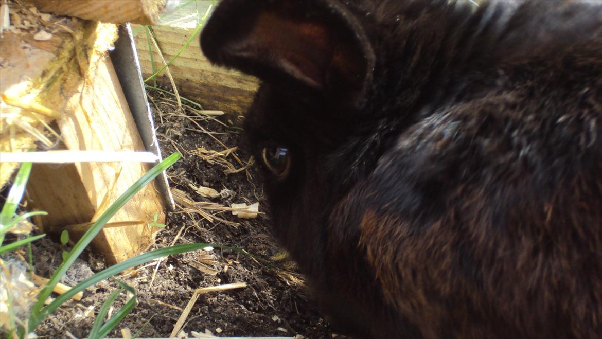 Kanin Stald Spir's Paradise Surprise - I can see it in your eyes, we must be followed to the end.. ;')<3 billede 13