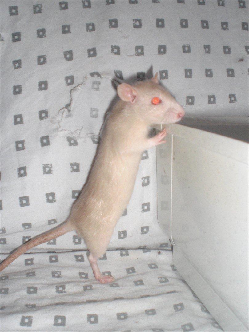 Tamrotte Ezo RIP - 26/10-11. billede 2