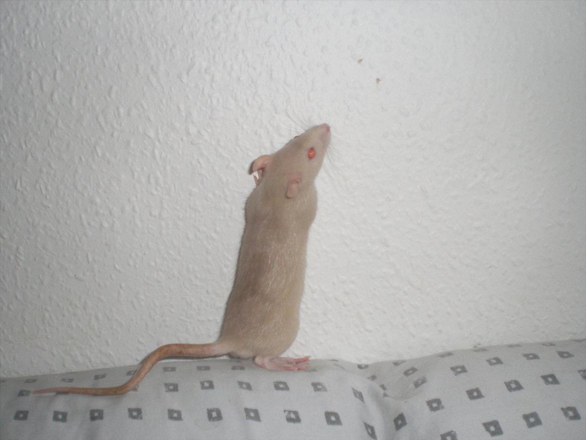 Tamrotte Ezo RIP - 26/10-11. billede 3