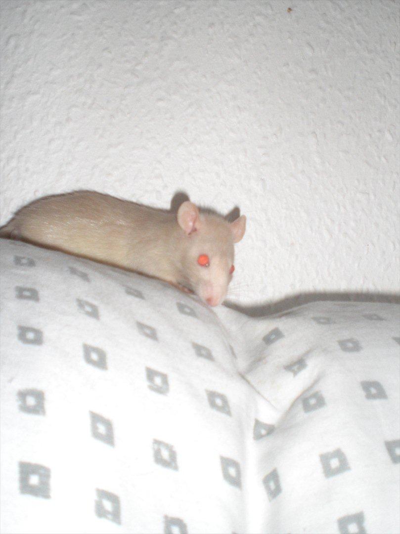 Tamrotte Ezo RIP - 26/10-11. billede 4