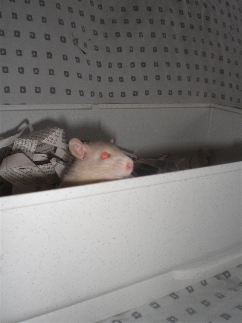 Tamrotte Ezo RIP - 26/10-11. billede 5