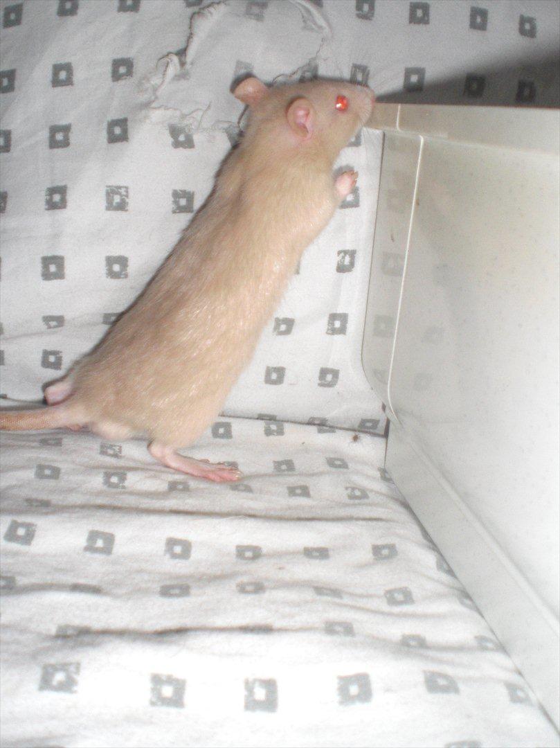 Tamrotte Ezo RIP - 26/10-11. billede 6