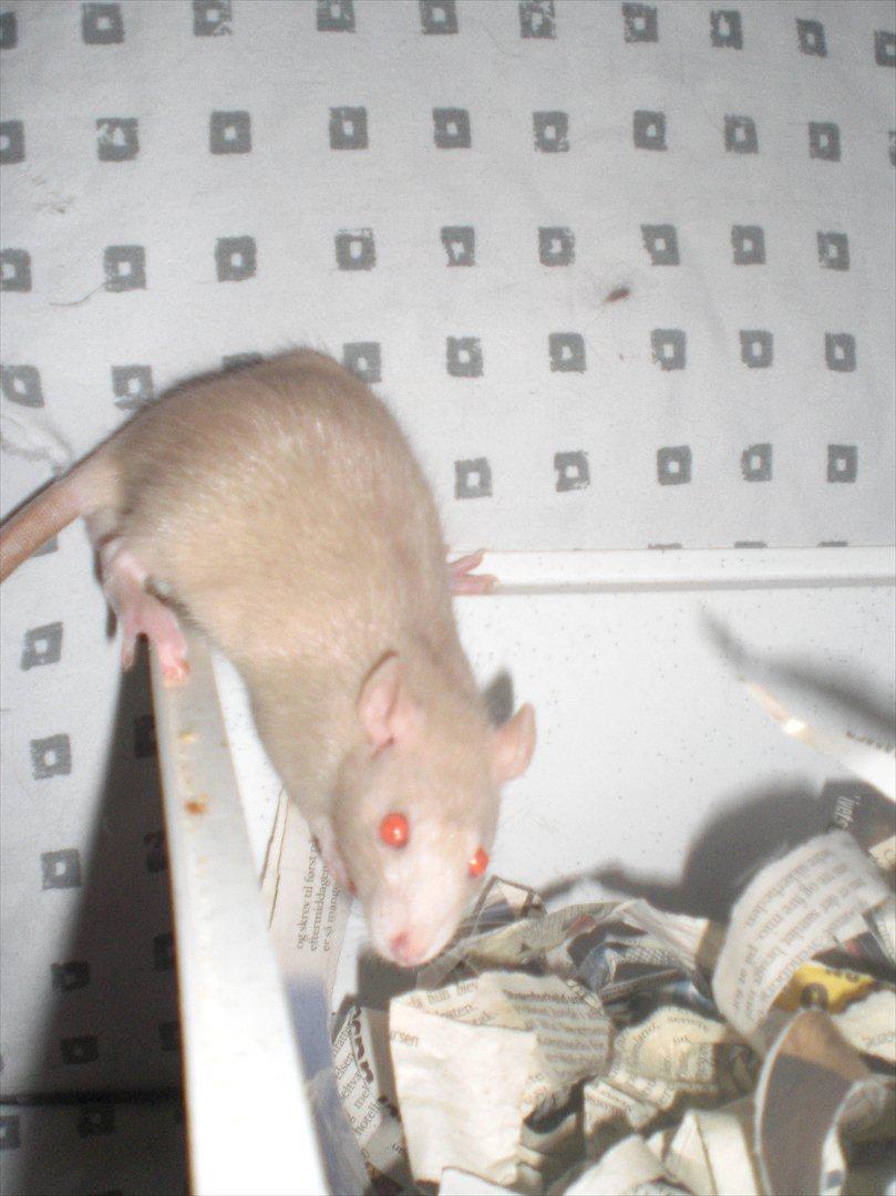 Tamrotte Ezo RIP - 26/10-11. billede 7