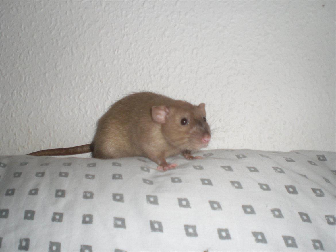 Tamrotte Ogopogo - 26/10-11. billede 1