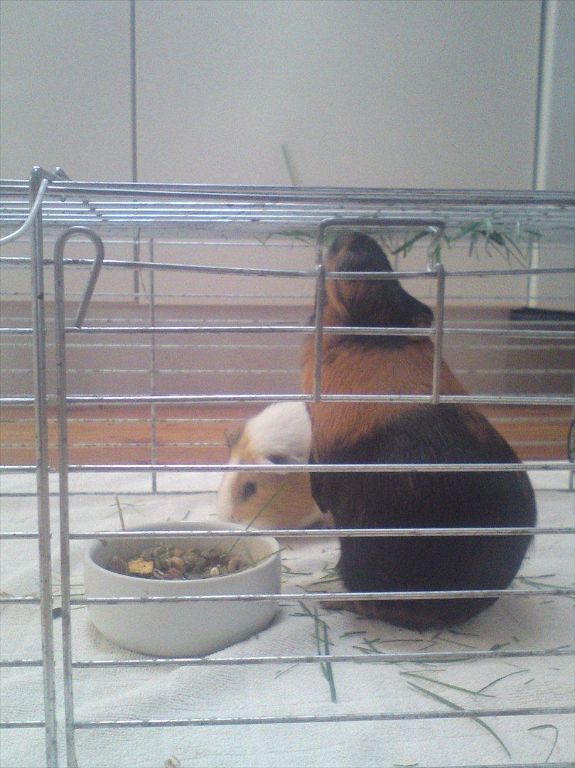 Marsvin Putte - Putte står på bagben<3 xD billede 14