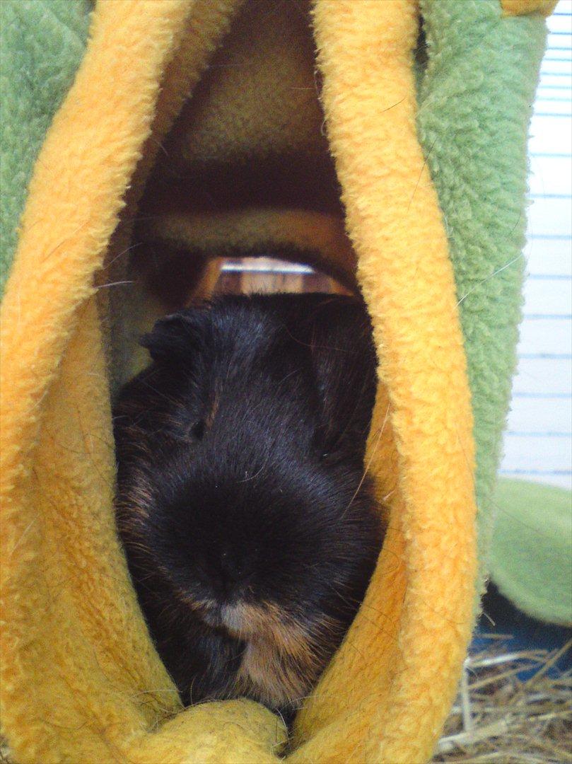 Marsvin Putte - smukke Putte<3;-D billede 15