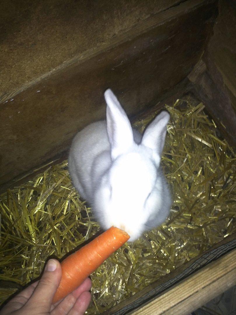 Kanin Snehvide billede 9