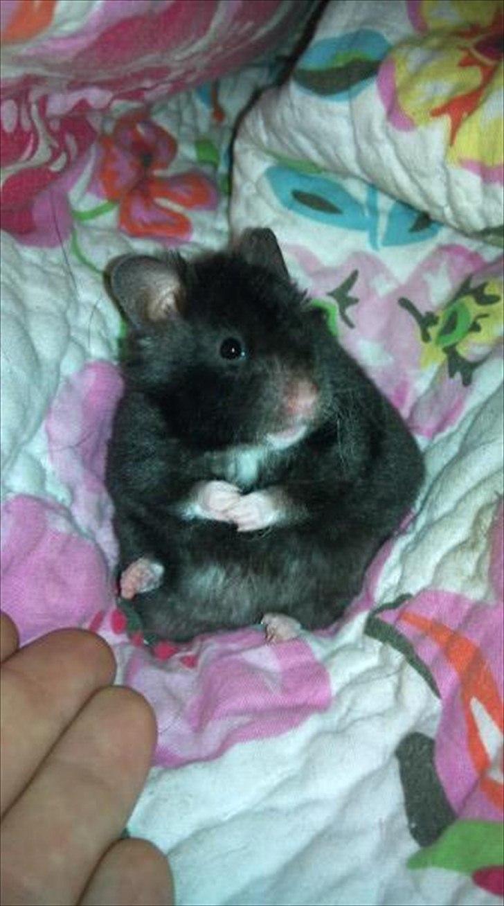 Hamster - Lars-Verner - Charme-trold, folder sine små hænder:) billede 1