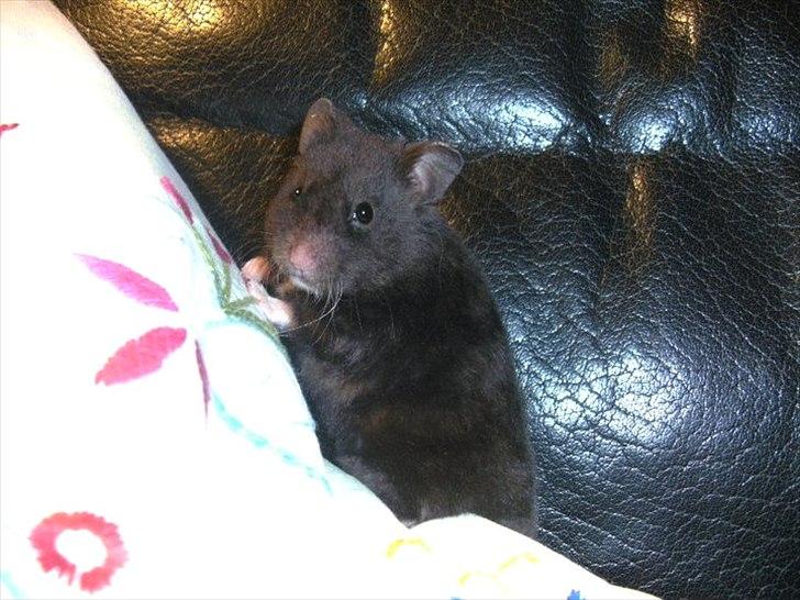 Hamster - Lars-Verner billede 2