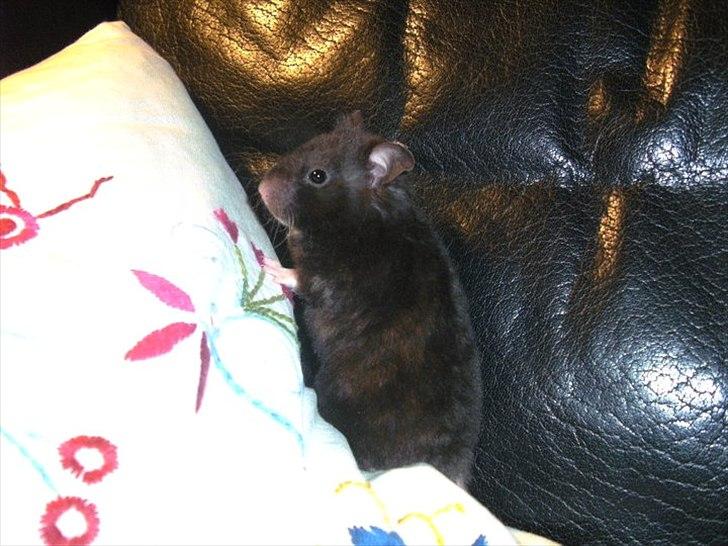 Hamster - Lars-Verner billede 3