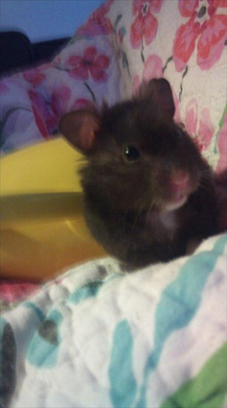 Hamster - Lars-Verner - Nysgerrig er han:) billede 5