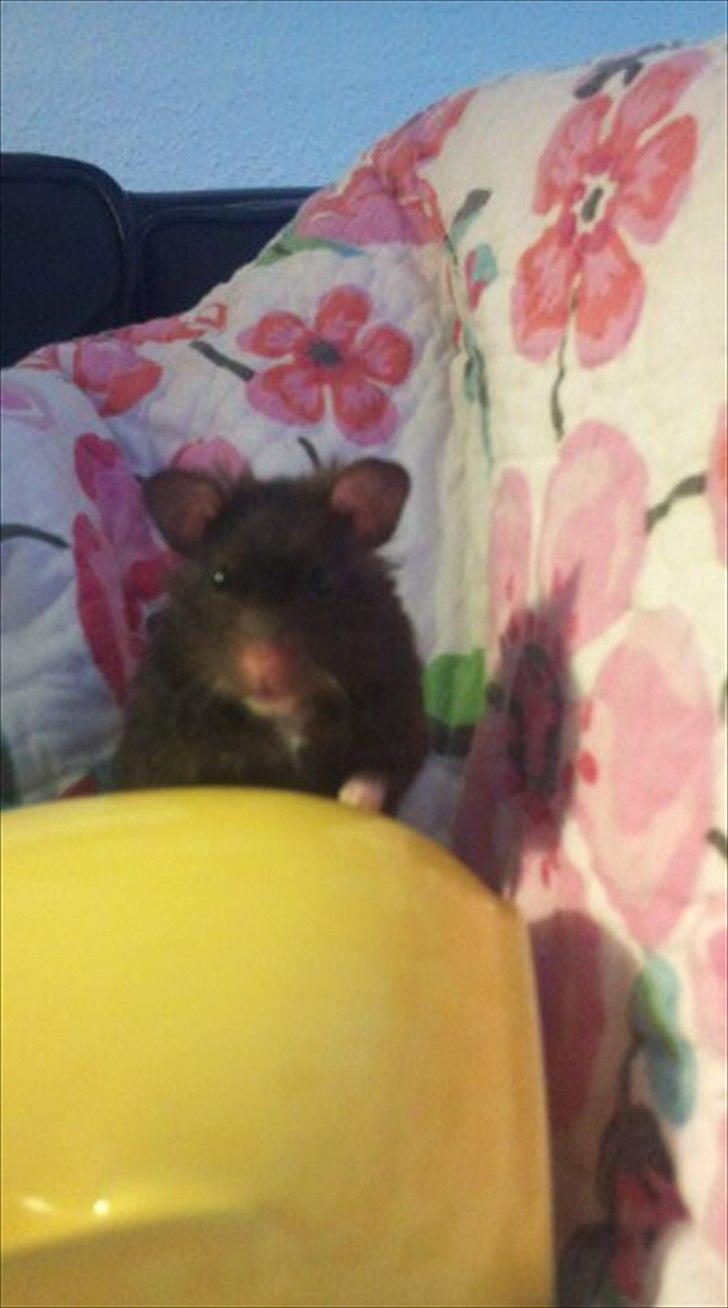 Hamster - Lars-Verner billede 4