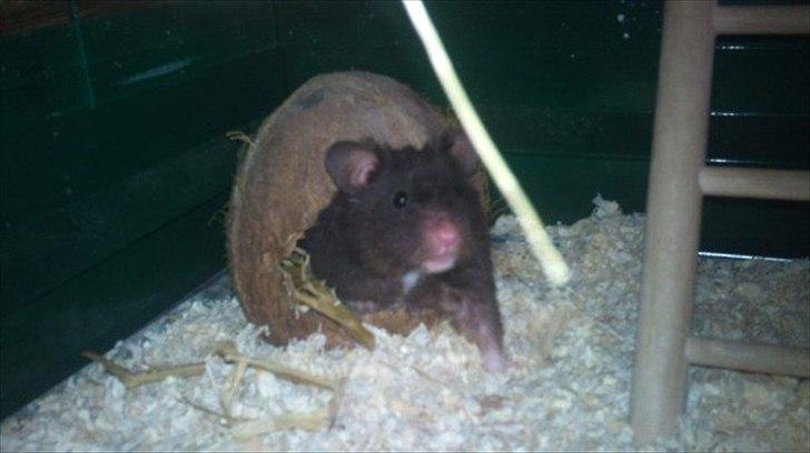 Hamster - Lars-Verner billede 6