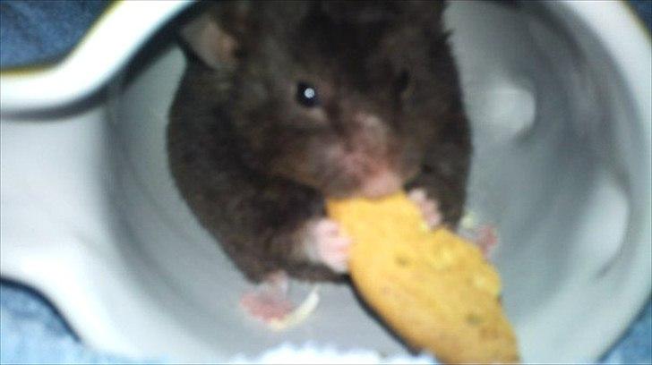 Hamster - Lars-Verner billede 7