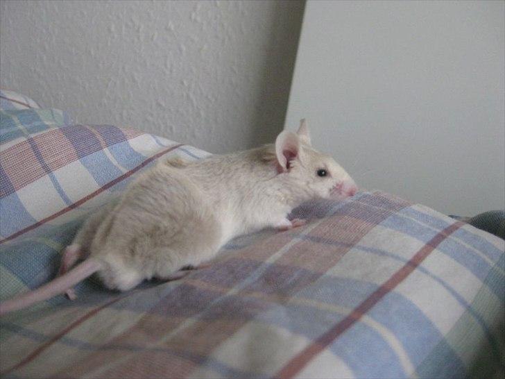 Mus VM's "KevJumba" R.I.P. - KevJumba, ca 6 uger billede 10